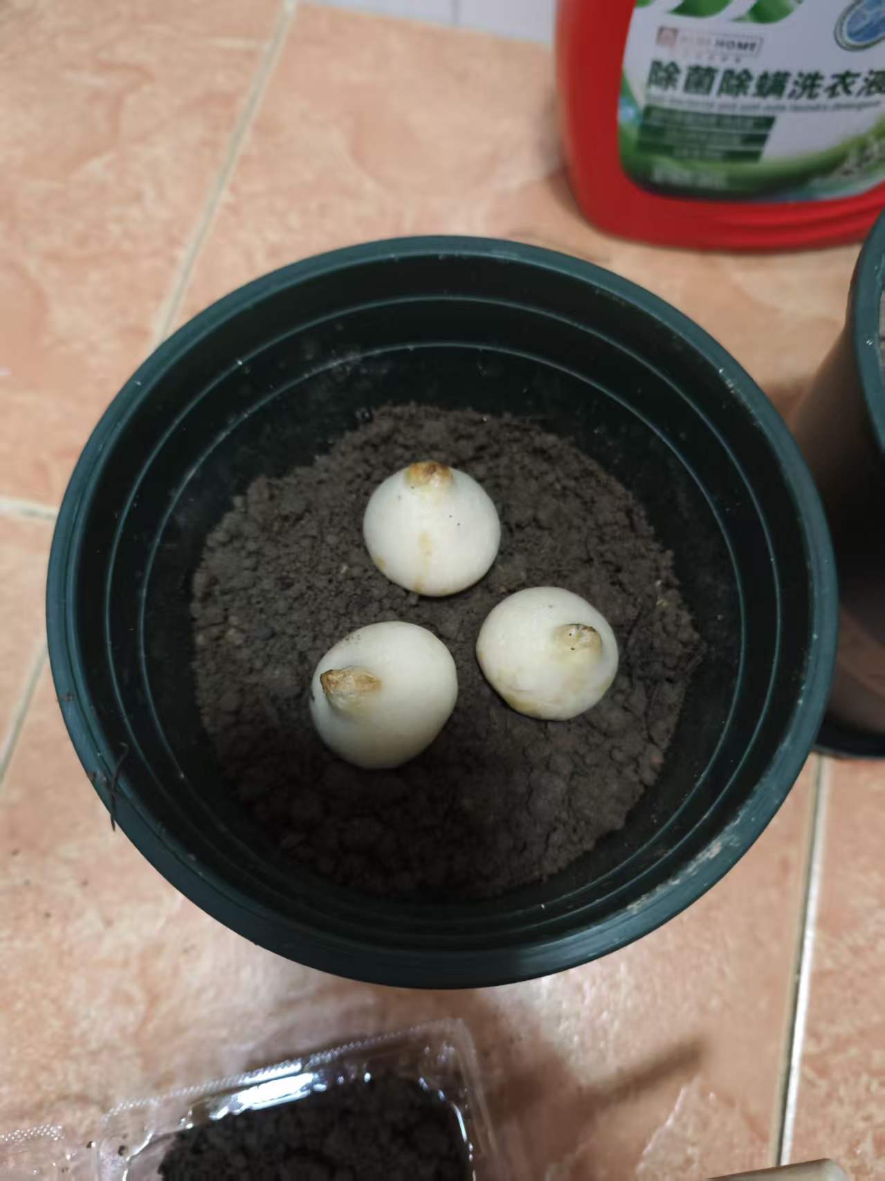 播种水仙