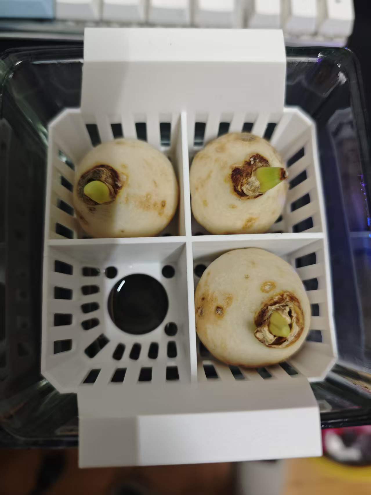 水培水仙